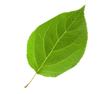 Leaf Image